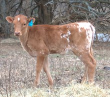 RRR Miss Willie 014 Calf