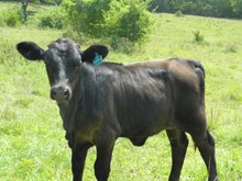 Loretta - Crossbred