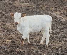 +F Match Made Liza Blue Calf