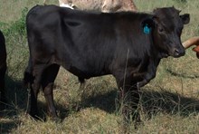 Smokey - Steer