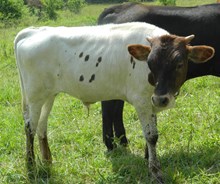 Yoakum- Steer